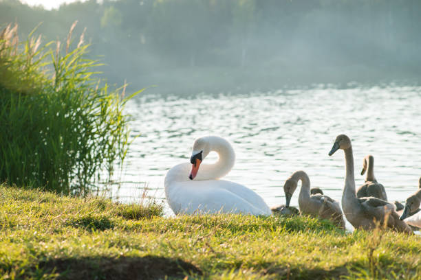 istock swans family at the beach 999927278