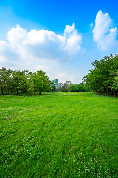 istock Green grass landscape and big tree in the park, cloudy blue sky. 999927838