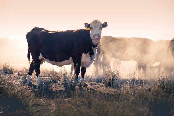 Grass fed beef cattle heifers in the dust Hereford Grass fed beef cattle heifers in drought in rural NSW Australia waiting for feed in the dust farmer-drought-australia stock pictures, royalty-free photos & images