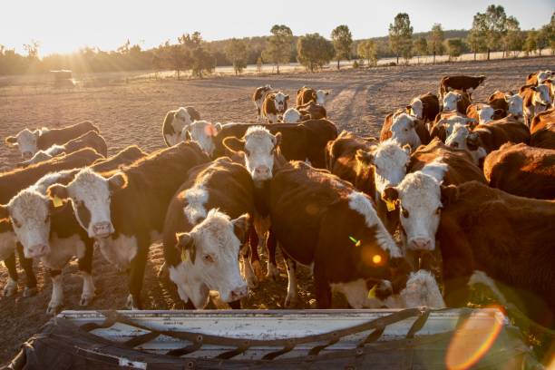 istock Grass fed beef cattle heifers in a herd waiting for feed 999930518