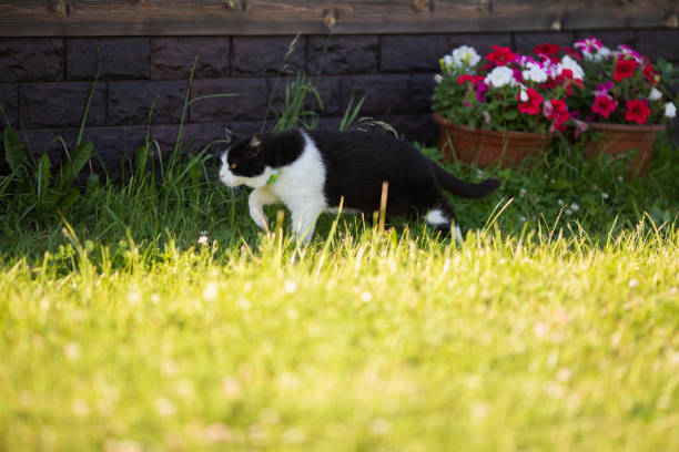 istock Cute nlack and white cat walking at the garden 999931366