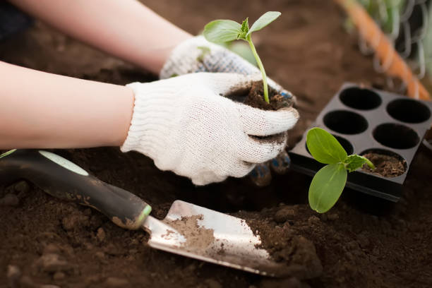 istock Gardener plants cucumber seedlings in the ground 999934734