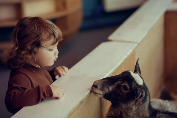 adorabile bambina che guarda le pecore allo zoo di petting - petting zoo foto e immagini stock