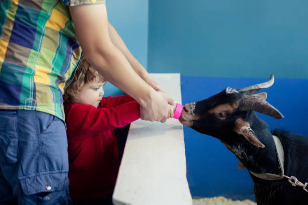 adorable little girl and her father feeding goat with bottle of milk at the petting zoo - animals feeding animal child kid goat imagens e fotografias de stock