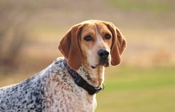 istock Coonhound on the lookout 999938852