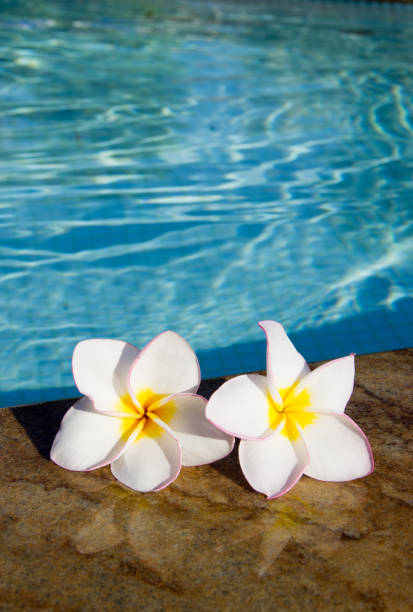 istock flowers Plumeria on pool 999939984