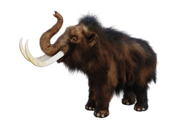 istock 3D illustration woolly mammoth on white 999940502