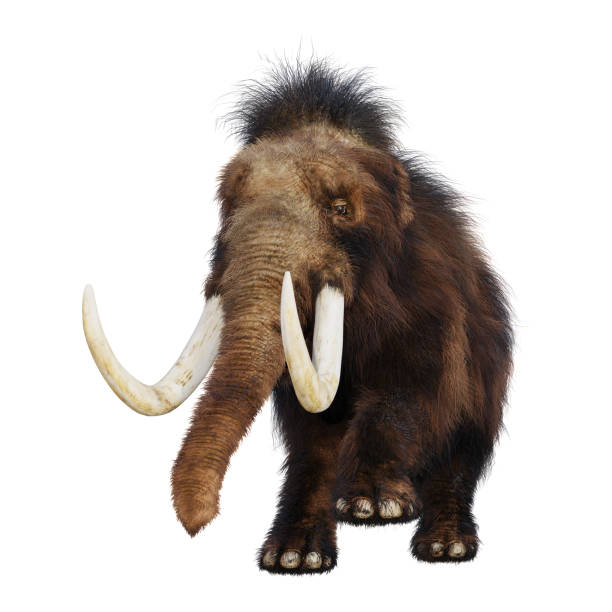 istock 3D illustration woolly mammoth on white 999940526