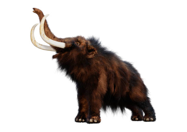 istock 3D illustration woolly mammoth on white 999940550