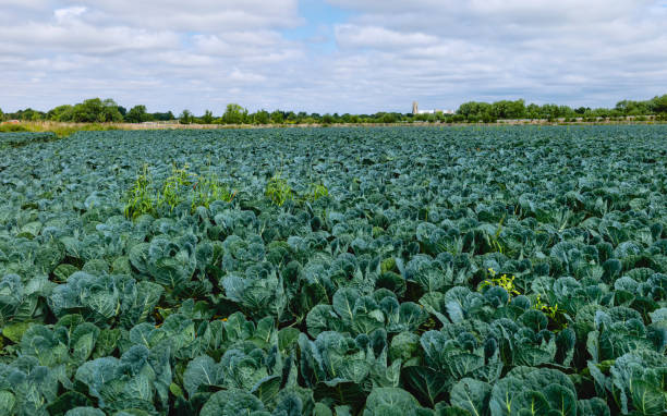 istock Field of Brussel sprouts in summer, Beverley, UK. 999940702