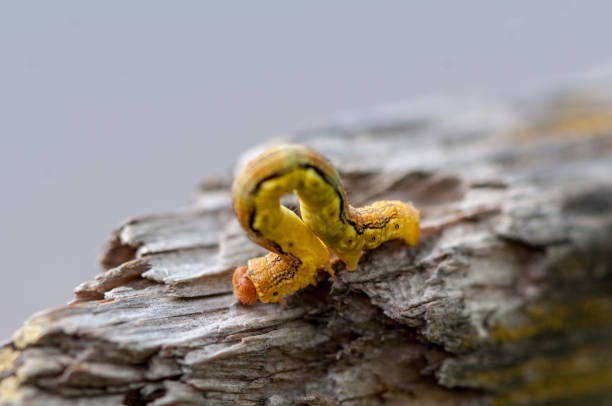 istock Close-up of a yellow caterpillar 999944712