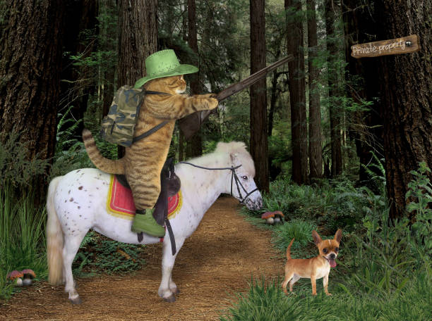 istock Cat cowboy with a rifle in the forest 2 999950250
