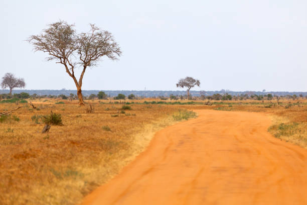 istock Tsavo East National Park, Kenya 999951562