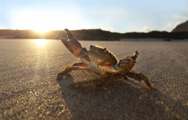 istock a tiny sea crab in early morning sunlight 999951754