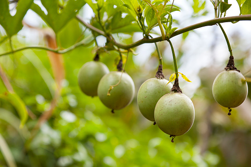 Unripe passion fruits in a Kenyan garden.