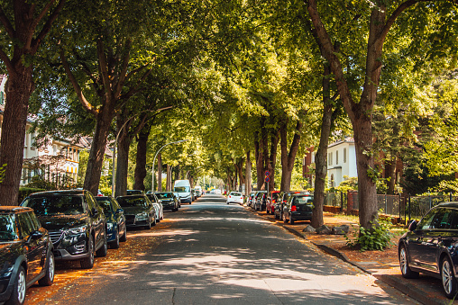 A street covered with trees in Bonn, Germany
