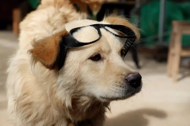 White male dog wear glasses, sit and looking make cute, funny face, portrait of pet at home on day