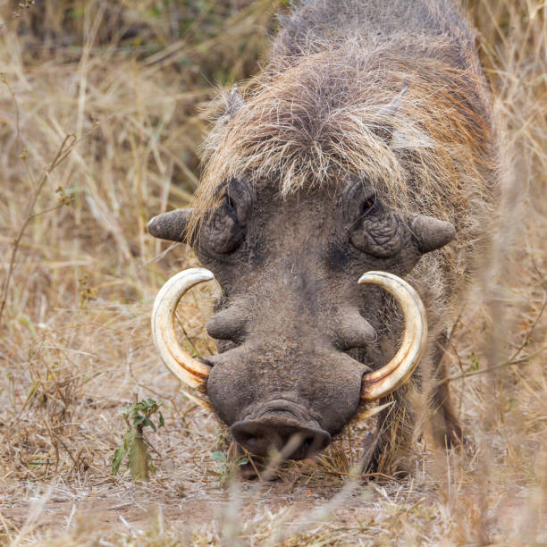 istock common warthog in Kruger National park, South Africa 999964014