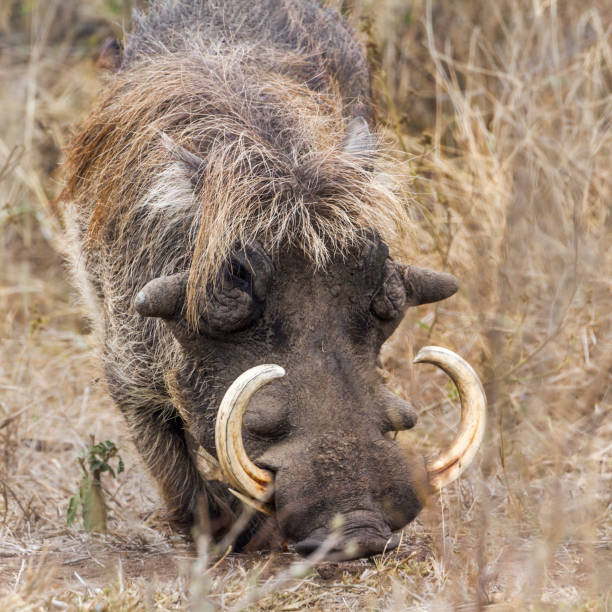 istock common warthog in Kruger National park, South Africa 999964130