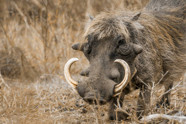 istock common warthog in Kruger National park, South Africa 999964186
