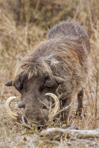 istock common warthog in Kruger National park, South Africa 999964450
