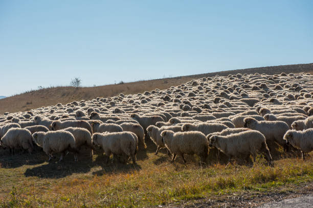 istock Flock of sheep grazing on meadow 999969320