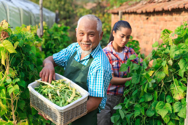istock Family harvesting green beans 999969356