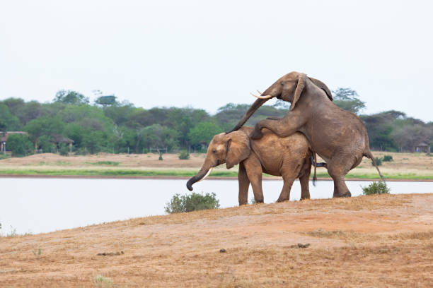 Mating Elephants At Lake stock photo