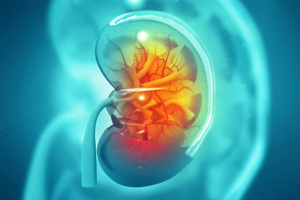 sección de riñón humano sobre fondo científico - cáncer tumor ilustraciones fotografías e imágenes de stock