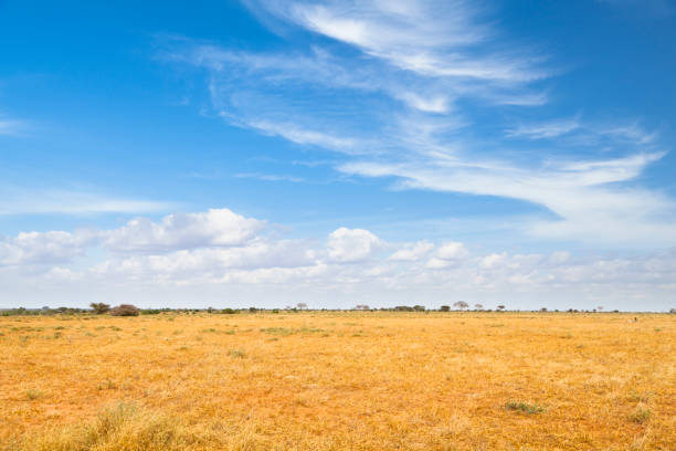 paisaje del este de tsavo en kenia - llanura fotografías e imágenes de stock