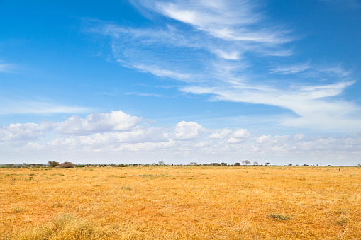 Dry savanna landscape in Tsavo East National Park in Kenya.