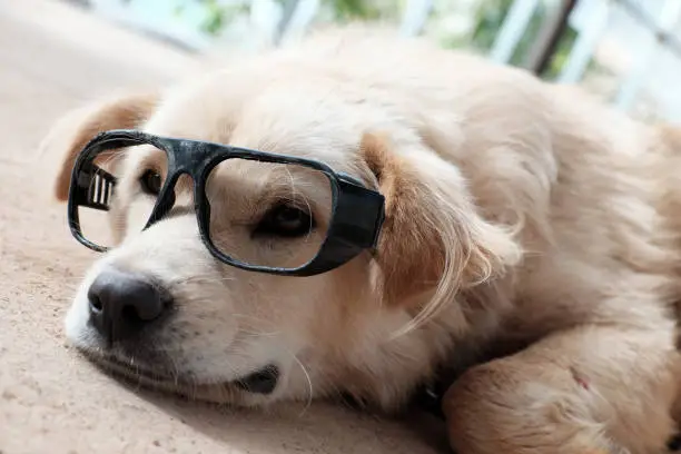 White male dog wear glasses, sit and lying on floor make cute, funny face, portrait of pet at home on day
