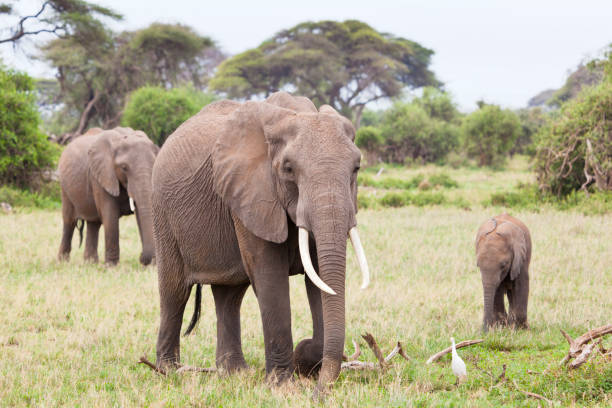 istock Elephant Family in Kenya 999973870