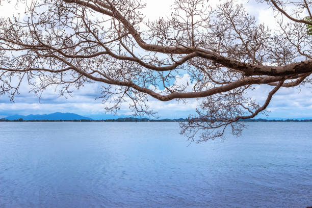 View of the branches stretching out to sea.