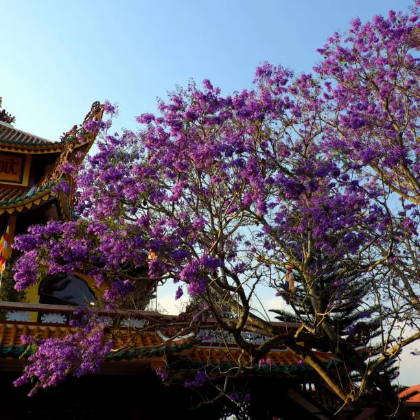 Wonderful scene at temple in springtime, big flamboyant tree with vibrant violet flower up to sky at Da Lat, Vietnam