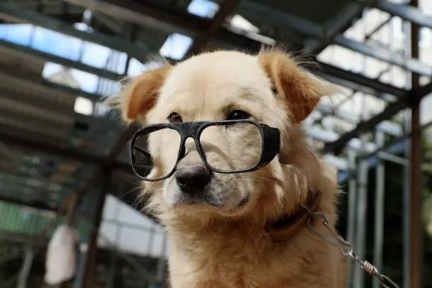 White male dog wear glasses, sit and looking make cute, funny face, portrait of pet at home on day