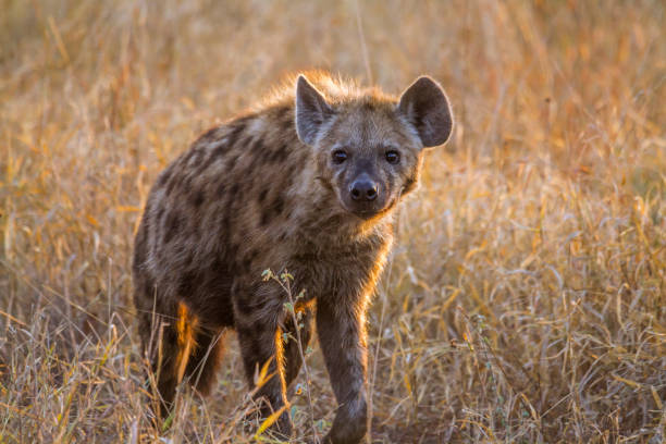 istock Spotted hyaena in Kruger National park, South Africa 999975080