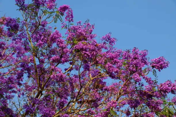 Wonderful scene at temple in springtime, big flamboyant tree with vibrant violet flower up to sky at Da Lat, Vietnam