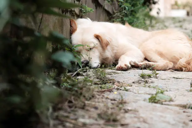 White male dog tired by sick, pet lying and sleeping oudoor
