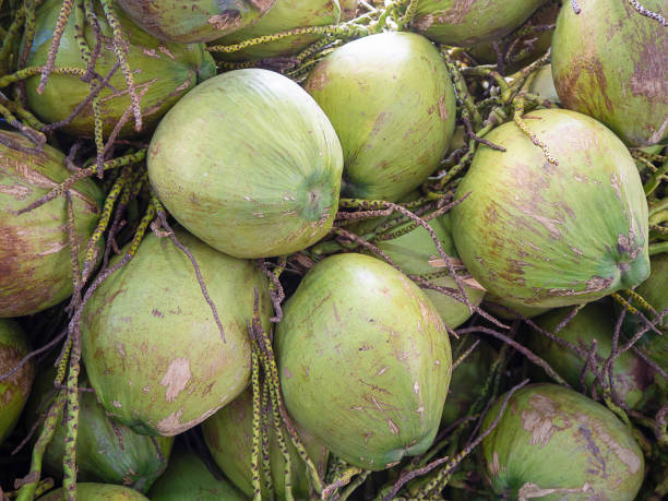 istock Coconut Perfume , delicious jelly. 999998858