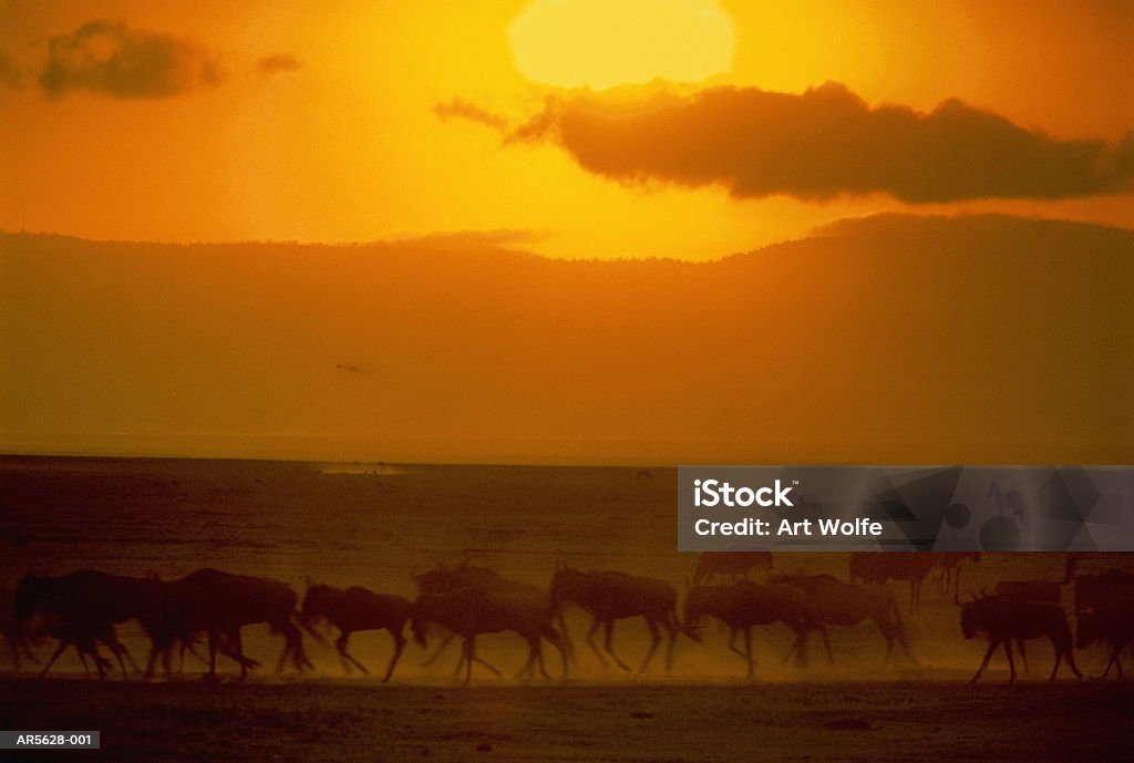 Blue wildebeest herd (Connochaetes taurinus), Tanzania (Enhancement) - Royalty-free Avondschemering Stockfoto