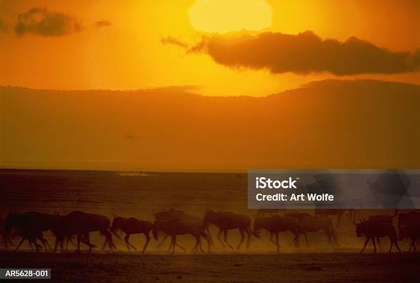 Blue Wildebeest Herd Stockfoto en meer beelden van Avondschemering