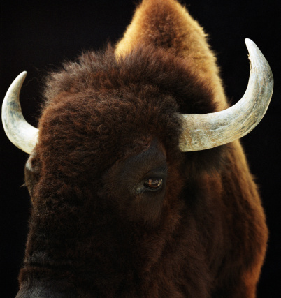 Portrait of a bison in Yellowstone National Park.