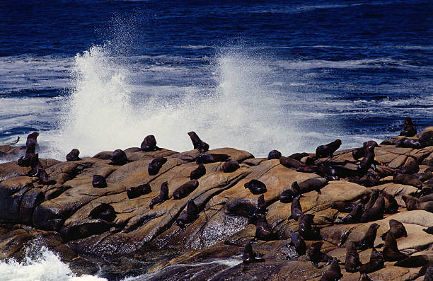 Uruguay, Rocha, Cabo Polonio (Cape Polonio), sea wolves (Otaria flavescens)  cabo polonio stock pictures, royalty-free photos & images