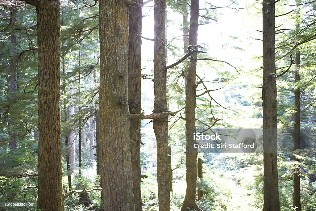 США, Орегон, сосны в тропический лес - Стоковые фото Без людей роялти-фри