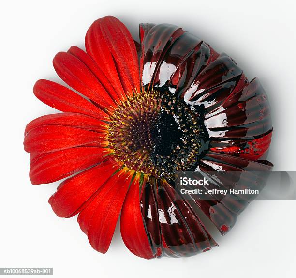 Rote Gerbera Mit Motoröl Nahaufnahme Stockfoto und mehr Bilder von Blütenblatt - Blütenblatt, Schmutzig, Einzelne Blume