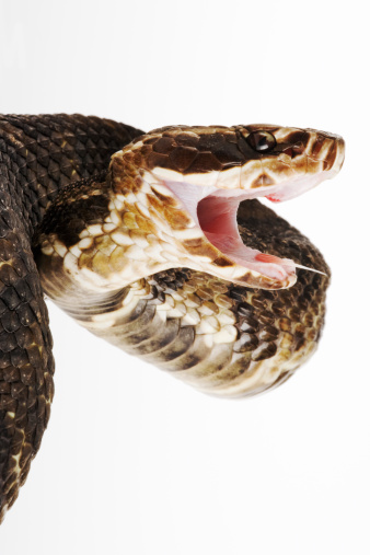 The Scrub python (Morelia amethistina) Amethystine python snake on white background