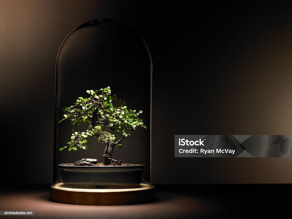 Bonsai tree under glass dome - Royalty-free Bescherming Stockfoto