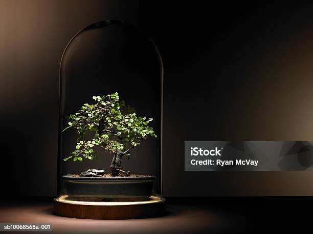 Bonsai Tree Under Glass Dome Stockfoto en meer beelden van Bescherming - Bescherming, Bonsai, Groei