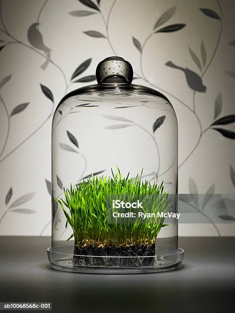 Wheat Grass Under Glass Dome Stock Photo - Download Image Now - Architectural Dome, Close-up, Color Image